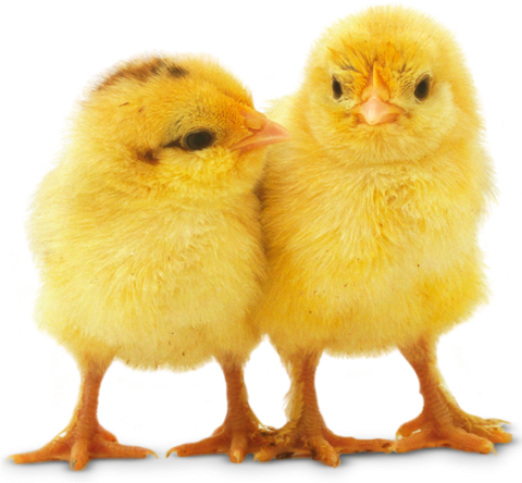 Picture of two fluffy yellow chicks.