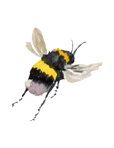 watercolor illustration of a bee