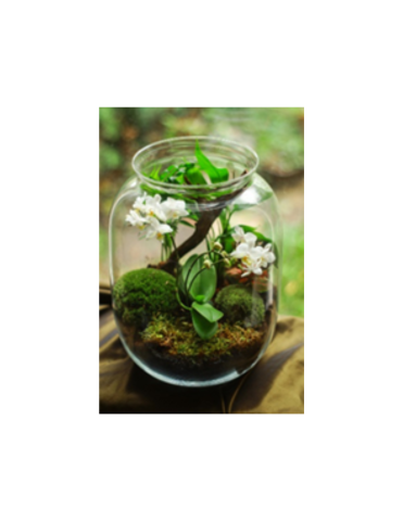 terrarium in a glass jar 